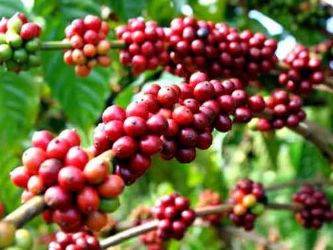 Giá cà phê trong nước quanh mốc 37 triệu đồng/tấn