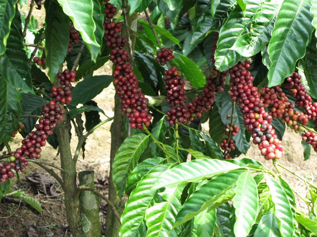Vicofa: Sản lượng cà phê Việt Nam niên vụ 2012-2013 ước giảm 30%