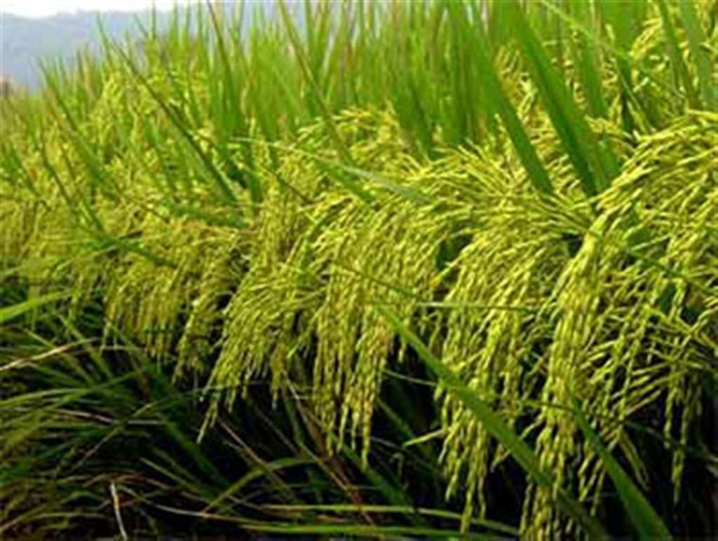 Sản lượng lúa gạo Philippines vượt mục tiêu của chính phủ