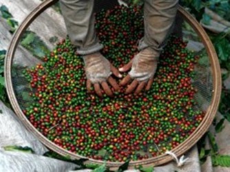Giá cà phê trong nước tăng phiên thứ tư liên tiếp
