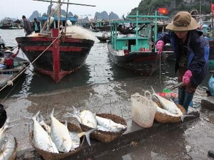 Sản lượng đánh bắt hải sản tại Quảng Nam vượt xa kế hoạch năm
