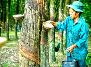 Việt Nam đứng thứ ba thế giới về xuất khẩu cao su tự nhiên