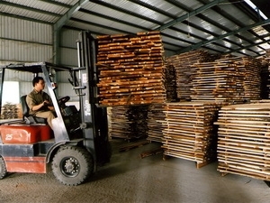 Đắk Lắk đình chỉ nhiều cơ sở chế biến gỗ vi phạm