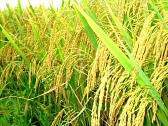 VFA: Xuất khẩu hơn 200.000 tấn gạo từ đầu năm