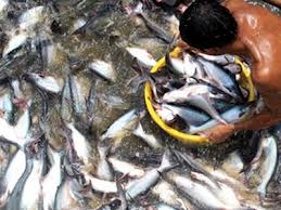 Sản lượng cá tra tháng 1 ước tính giảm 9% so với cùng kỳ 2012