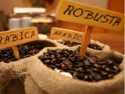 Giá cà phê Tây Nguyên giảm 200 nghìn đồng/tấn