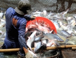 Giá cá tra lại giảm về dưới 22.000 đồng/kg