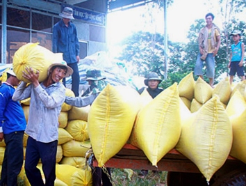 Không hỗ trợ lãi suất cho doanh nghiệp vi phạm mua tạm trữ lúa gạo