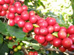 Giá cà phê Tây Nguyên bất ngờ giảm 500 nghìn đồng/tấn