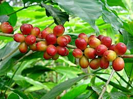 Giá cà phê Tây Nguyên lên trên 43 triệu đồng/tấn