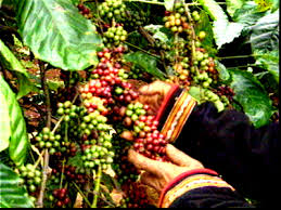 Giá cà phê Tây Nguyên chạm mốc 45 triệu đồng/tấn