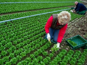 Nghị viện châu Âu thông qua kế hoạch hạn chế trợ giá nông nghiệp