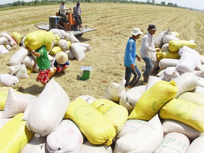 Thu mua tạm trữ gạo đạt 70% kế hoạch