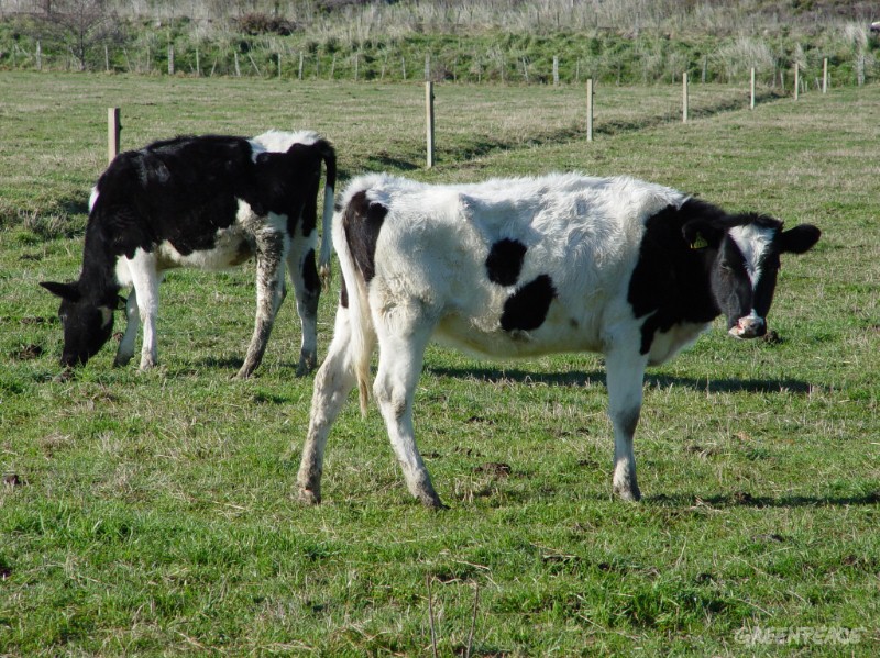Ngành sữa New Zealand bị đe dọa bởi hạn hán