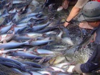 Giá xuất khẩu tăng, nông dân nuôi cá tra vẫn lỗ