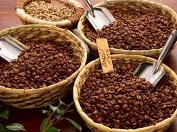 Giá cà phê Tây Nguyên giảm về mức 43,1 triệu đồng/tấn