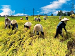 Nông dân trồng lúa thu nhập ngày càng thấp