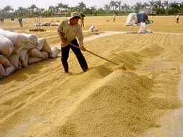 FAO: Dự trữ gạo toàn cầu có thể đạt kỷ lục 173 triệu tấn năm 2012-2013