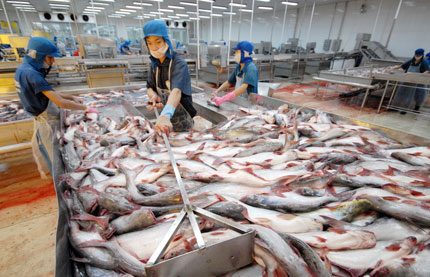 Cá tra Việt Nam xuất khẩu sang nhiều thị trường mới