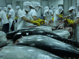 Xuất khẩu cá ngừ có thể đạt kỷ lục 18.000 tấn