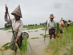 Sản lượng gạo Myanmar 2013-2014 dự báo tăng 15%