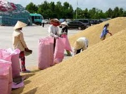Các doanh nghiệp đã mua đủ 1 triệu tấn gạo tạm trữ
