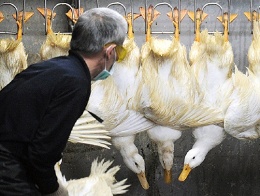 Ngành chăn nuôi Trung Quốc thiệt hại 6,5 tỷ USD vì cúm gia cầm