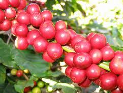 Giá cà phê Tây Nguyên lao dốc xuống 42,7 triệu đồng/tấn