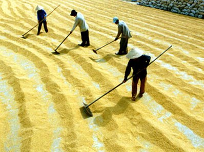 Nhà nước không kiểm soát được mua bán gạo tạm trữ