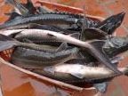 Hội Nghề cá Việt Nam đề nghị kiểm tra cá tầm nhập lậu vào Việt Nam