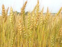 Giá lúa mì tăng do khu vực phía Nam Mỹ khô hạn