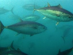 Australia nâng hạn ngạch khai thác cá ngừ thêm 10%