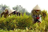 Việt Nam tiếp tục hạ mục tiêu xuất khẩu gạo 2013 xuống 6,7 triệu tấn