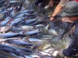 ĐBSCL xuất khẩu 237.000 tấn cá tra 5 tháng đầu năm