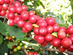 Cà phê Tây Nguyên duy trì ở 40,9 triệu đồng/tấn