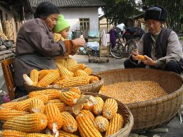 FAO: Trung Quốc sẽ nhập khẩu mạnh lương thực trong 10 năm tới