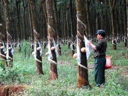 Campuchia bác bỏ cáo buộc doanh nghiệp Việt Nam “phá rừng”