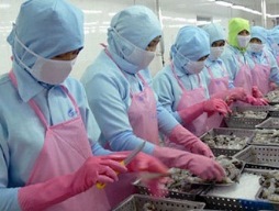 Mỹ bắt đầu thẩm tra doanh nghiệp xuất khẩu tôm Việt Nam