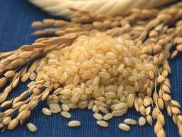 Hôm nay triển khai việc thu mua tạm trữ 1 triệu tấn lúa gạo