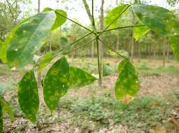 Hơn 150 ha cao su Quảng Trị bị bệnh vàng rụng lá