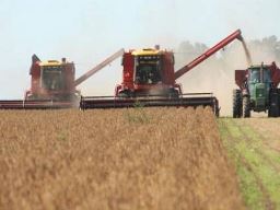 Giá lúa mì Argentina tăng vọt 65% so với đầu năm