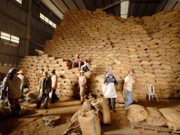 Ấn Độ bán lúa mì, gạo từ kho dự trữ kiềm chế giá