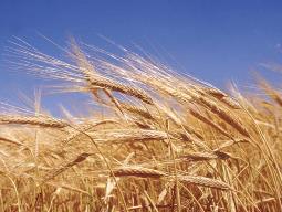 Thu hoạch ngũ cốc Nga tăng 76% so với cùng kỳ