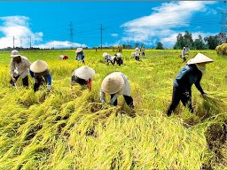 Tạm trữ lúa gạo đạt hơn 35% kế hoạch