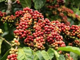 Doanh nghiệp ngành cà phê đứng bên bờ vực phá sản