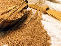 Nhập khẩu lúa mỳ Iran năm nay giảm tới 2/3 do dự trữ cao