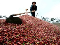 Doanh nghiệp cà phê trong nước ít hưởng lợi từ xuất khẩu