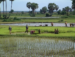 FAO dự báo sản lượng gạo Campuchia năm nay tương đương năm ngoái