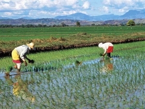 Philippines bác bỏ tin đồn thiếu gạo