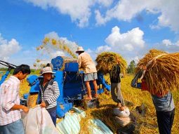 Giá lúa gạo ĐBSCL tuần qua tăng 50-100 đồng/kg